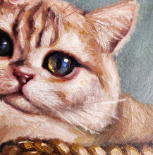 Load image into Gallery viewer, Scottish Fold Cat Study